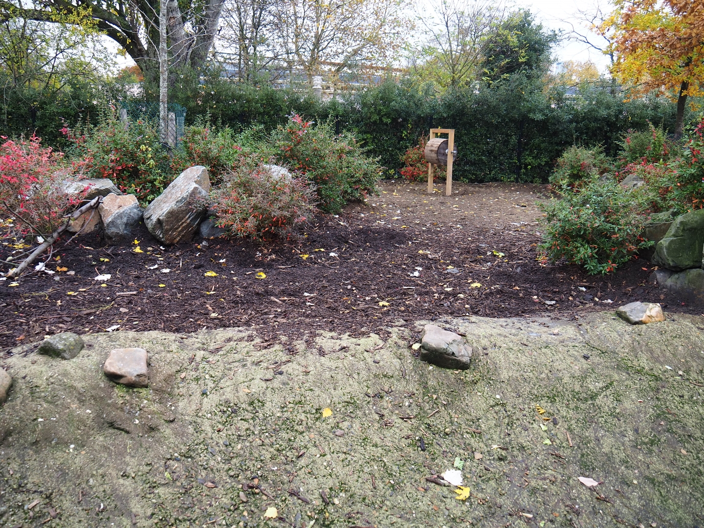 Red river hog yard (Nov 10th, 2018)