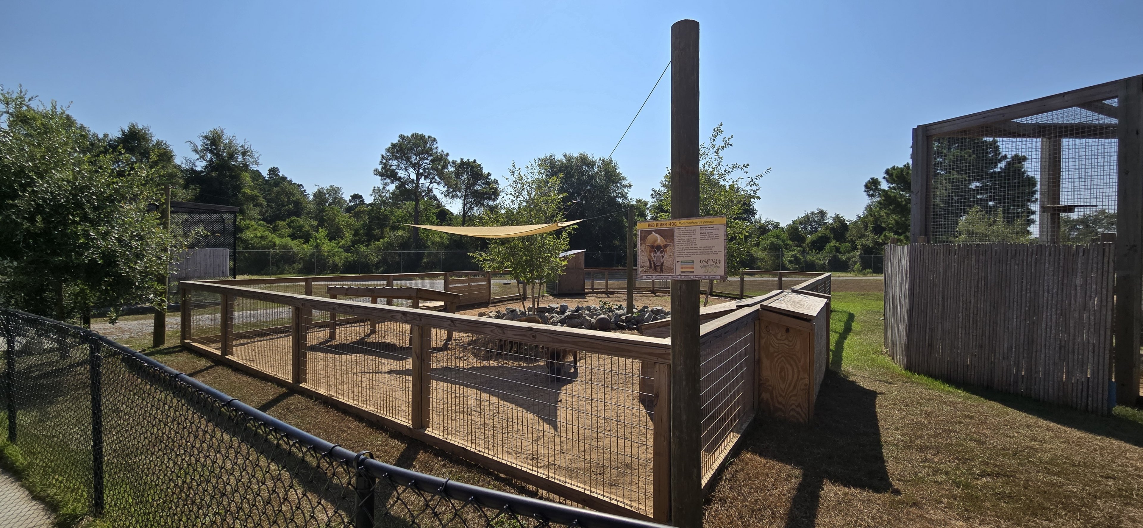 Red river hog yard