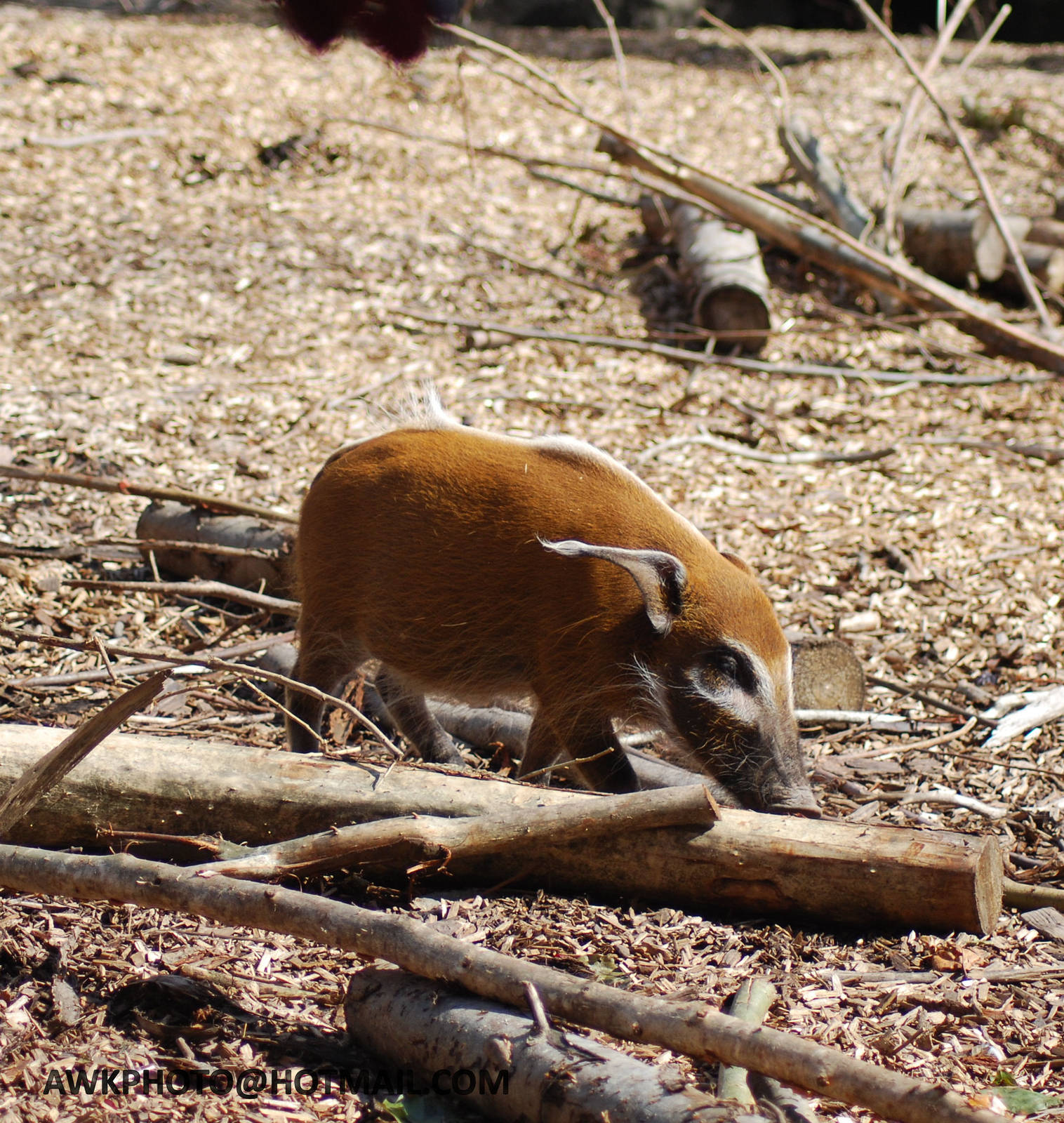 RED RIVER HOG YOUNG