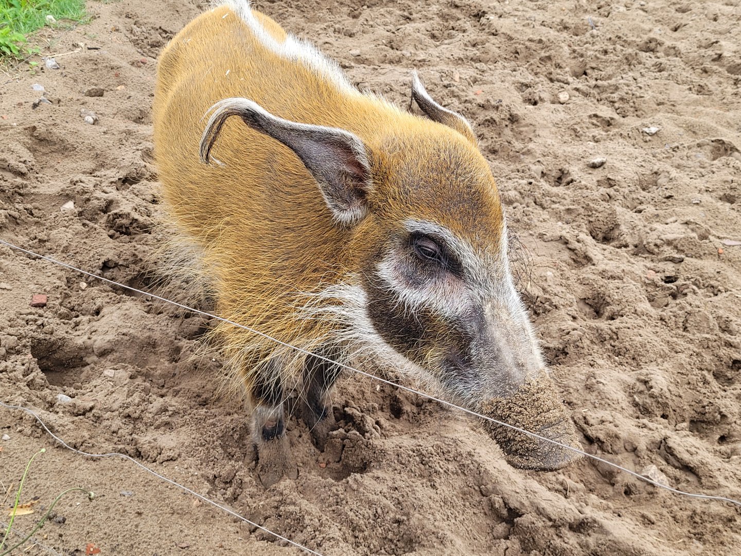 Red river hog -Zoo du bassin d'Arcachon (2024)