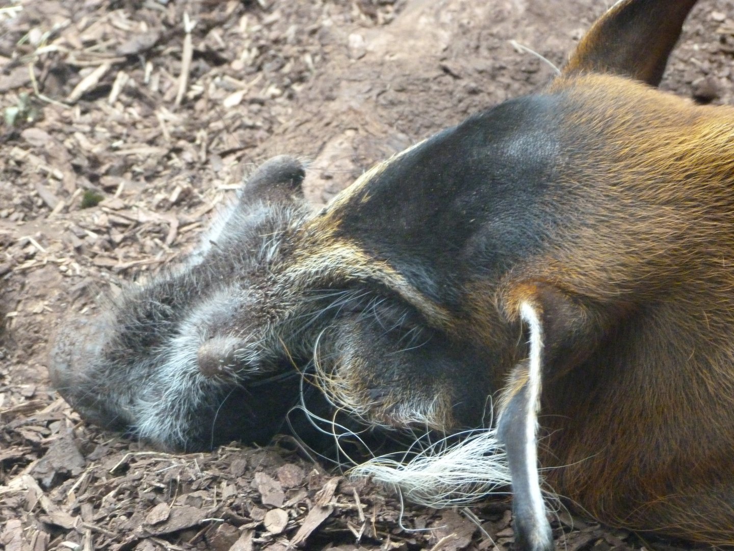 Red river hog -Zoo Praha (2025)