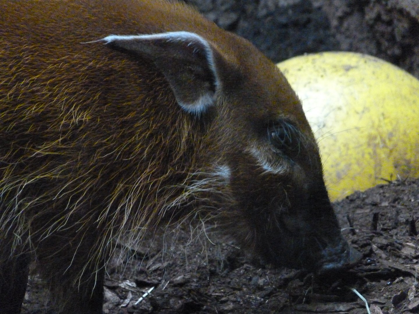 Red river hog -Zoo Praha (2025)