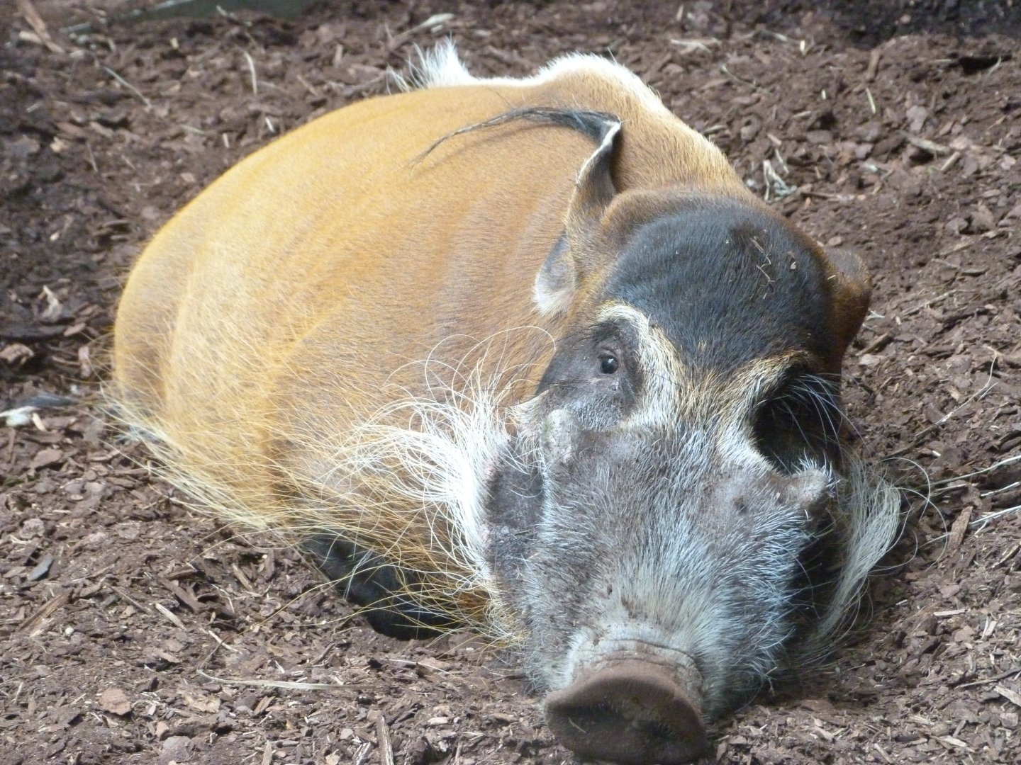 Red river hog -Zoo Praha (2025)