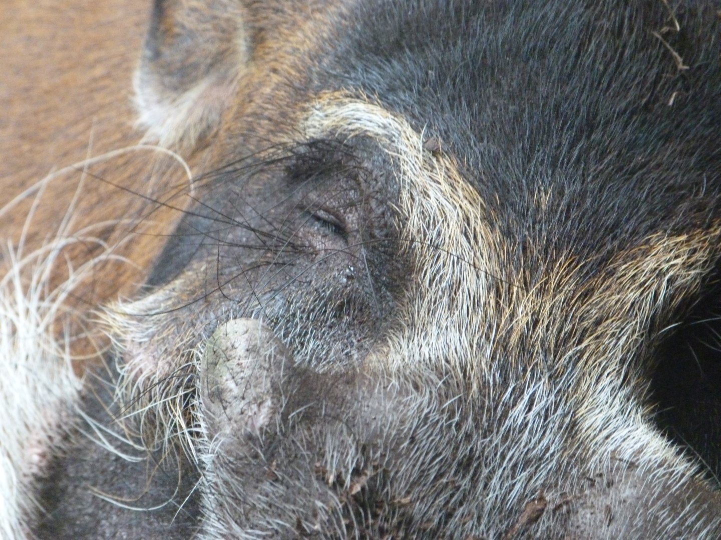 Red river hog -Zoo Praha (2025)