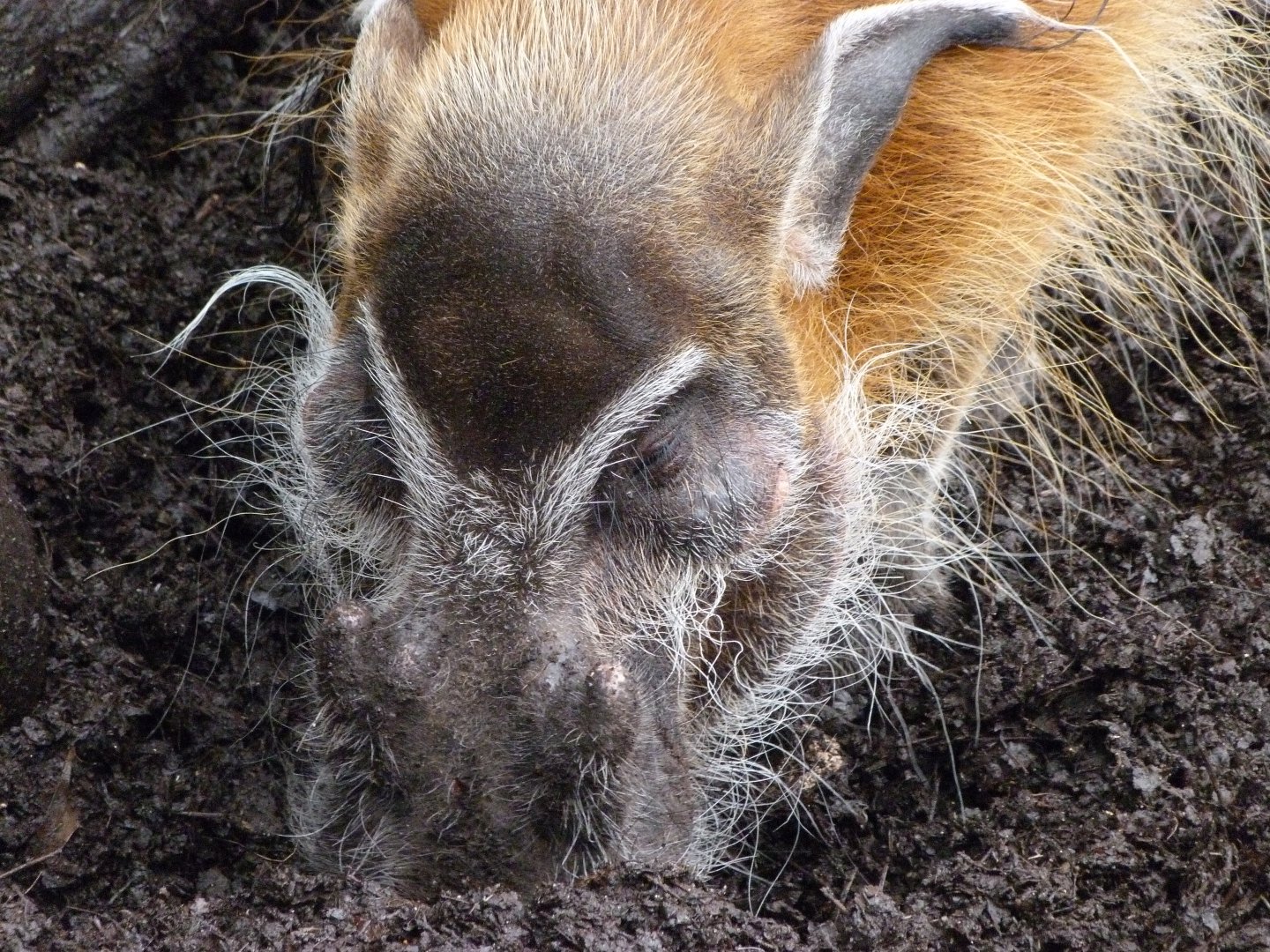 Red river hog -ZooParc de Beauval (2025)