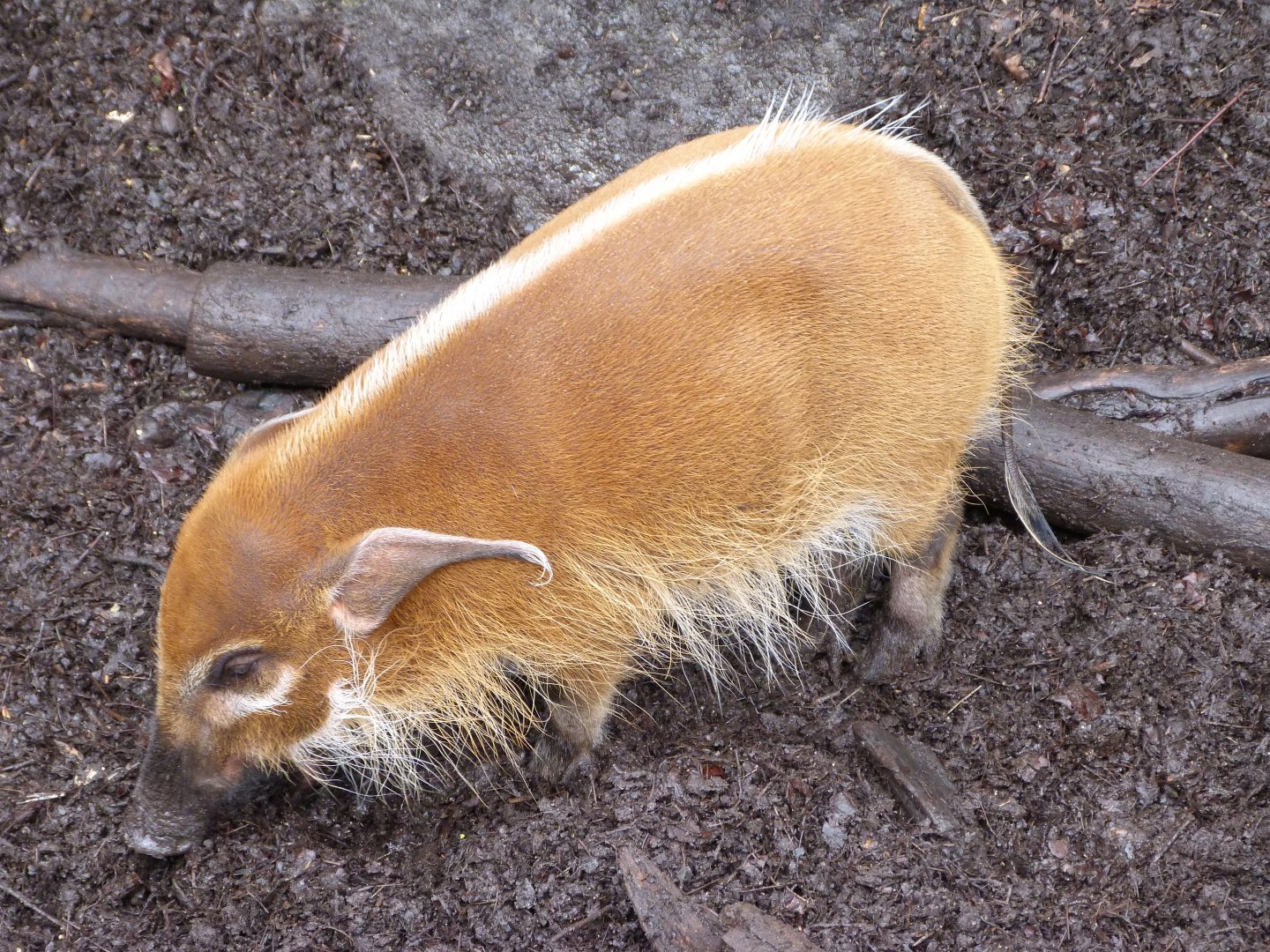 Red river hog -ZooParc de Beauval (2025)