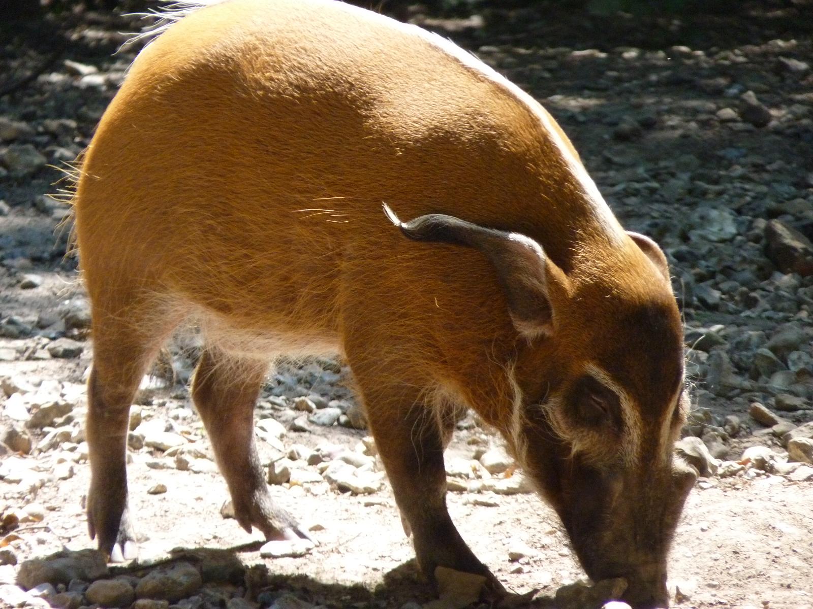 Red River Hog