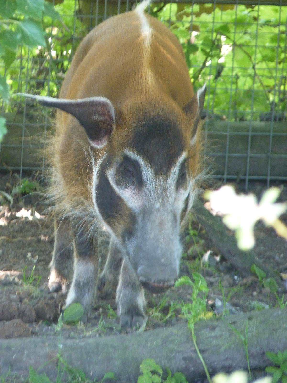 Red River Hog