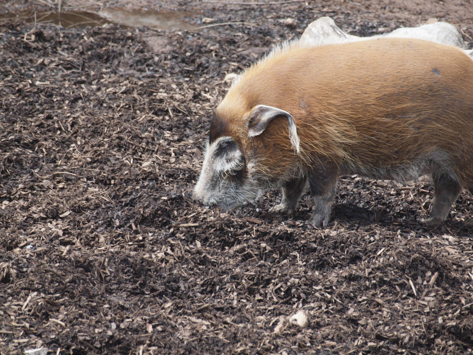 red river hog
