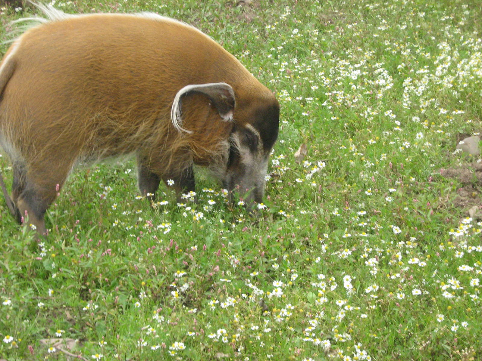 red river hog