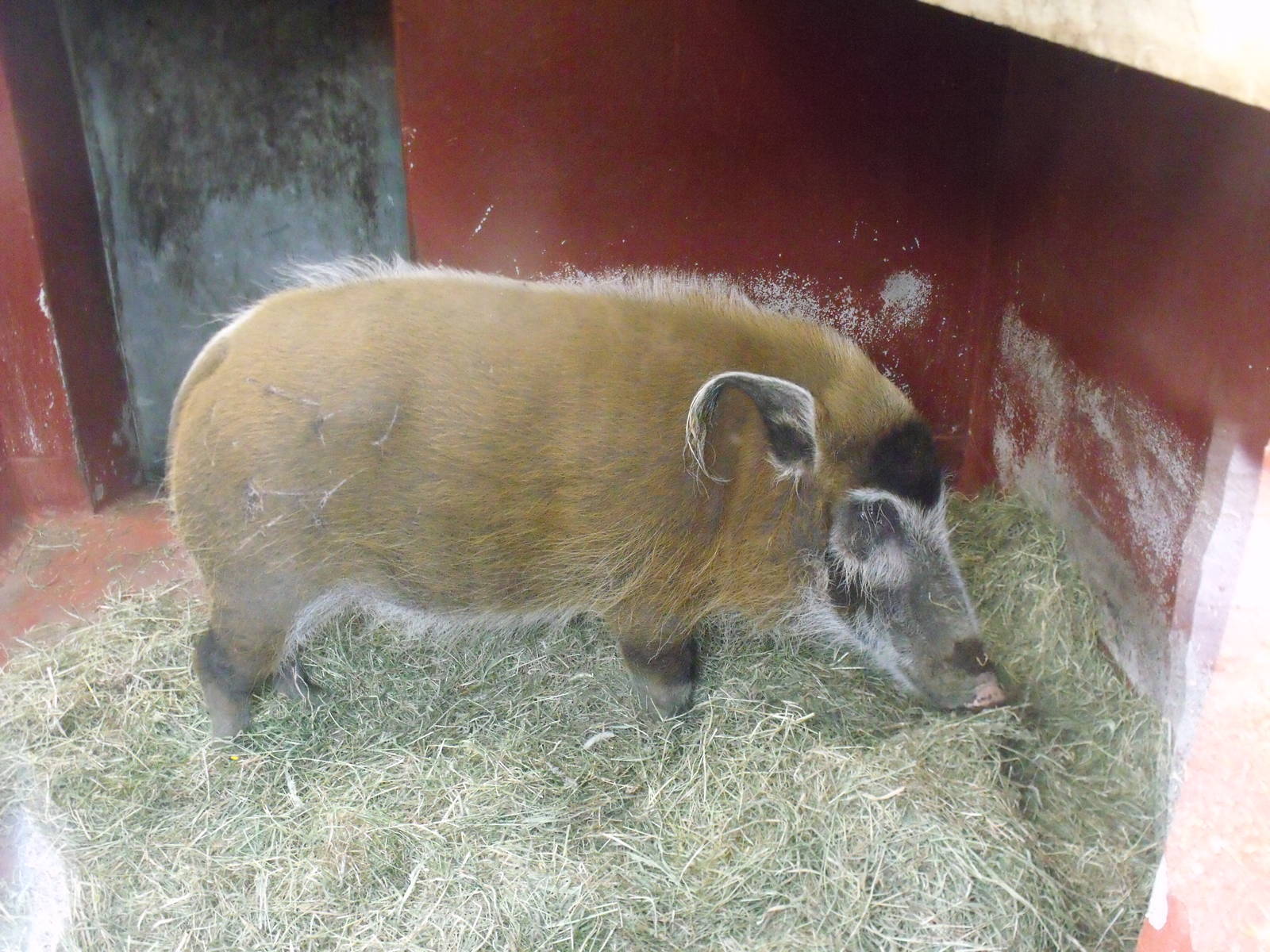 Red River Hog