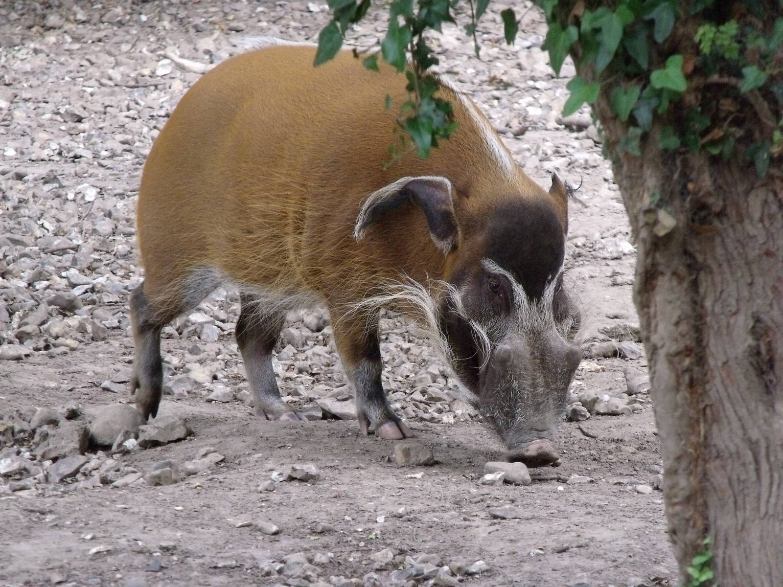 Red River Hog