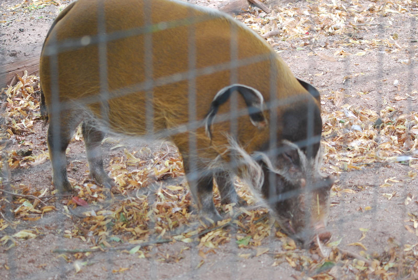 Red river hog