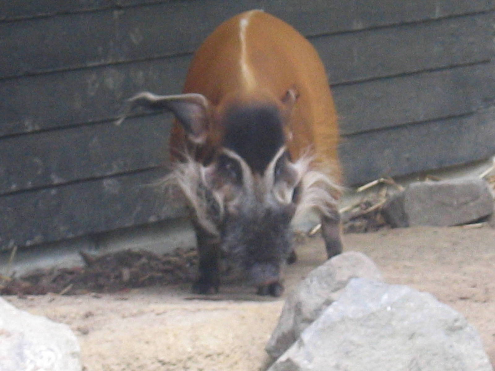 Red River Hog