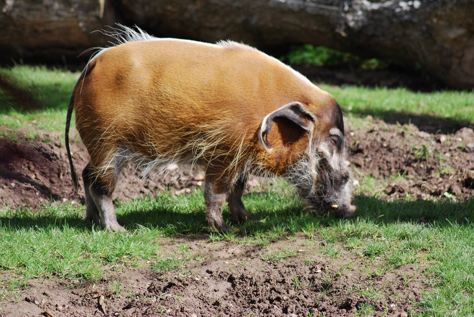 RED RIVER HOG