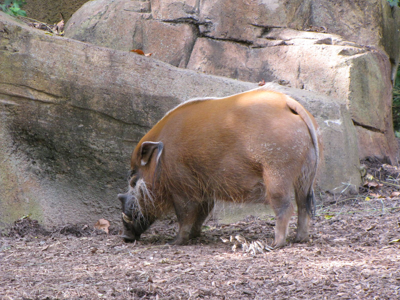 Red River Hog