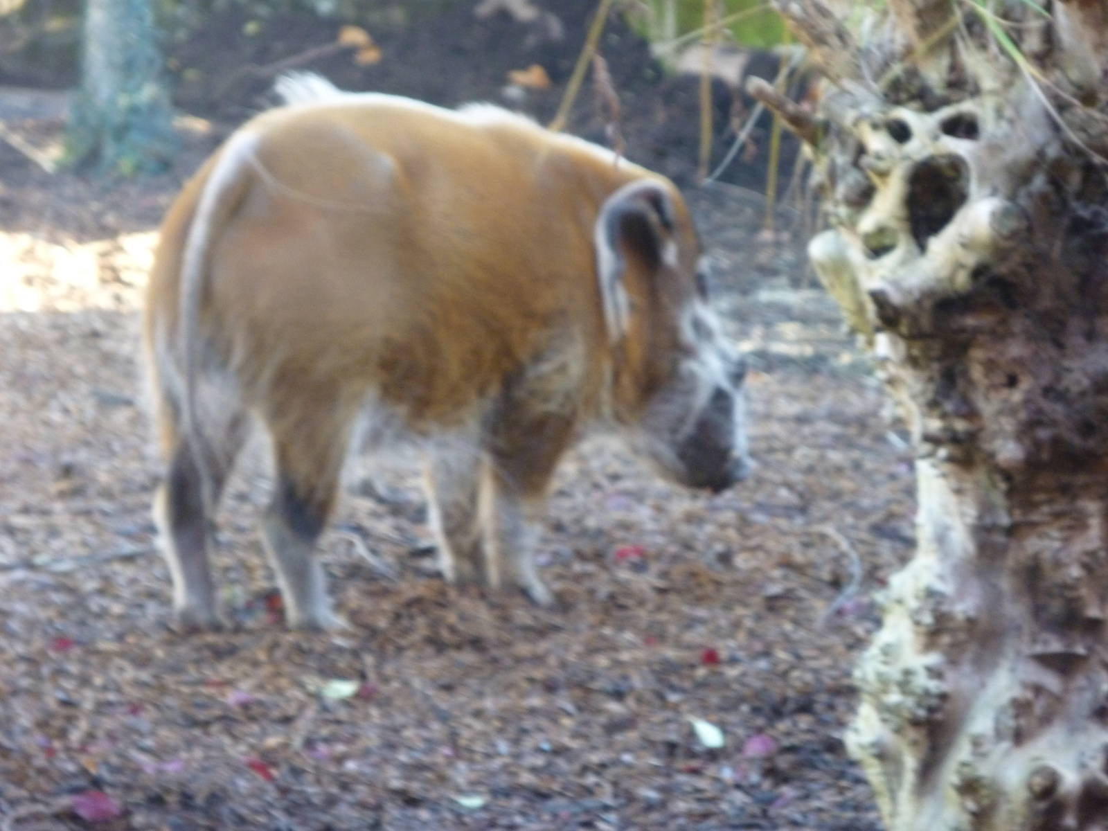 Red river hog