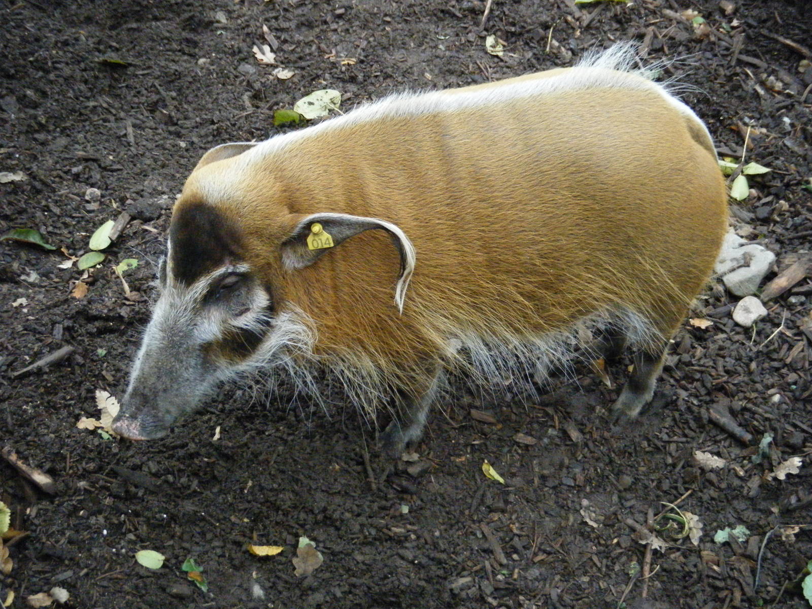 Red River Hog