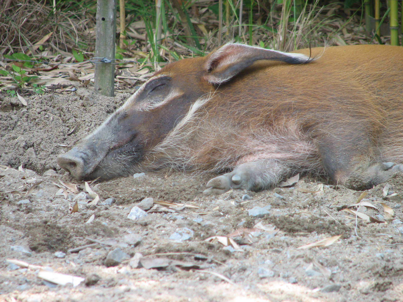 Red River Hog