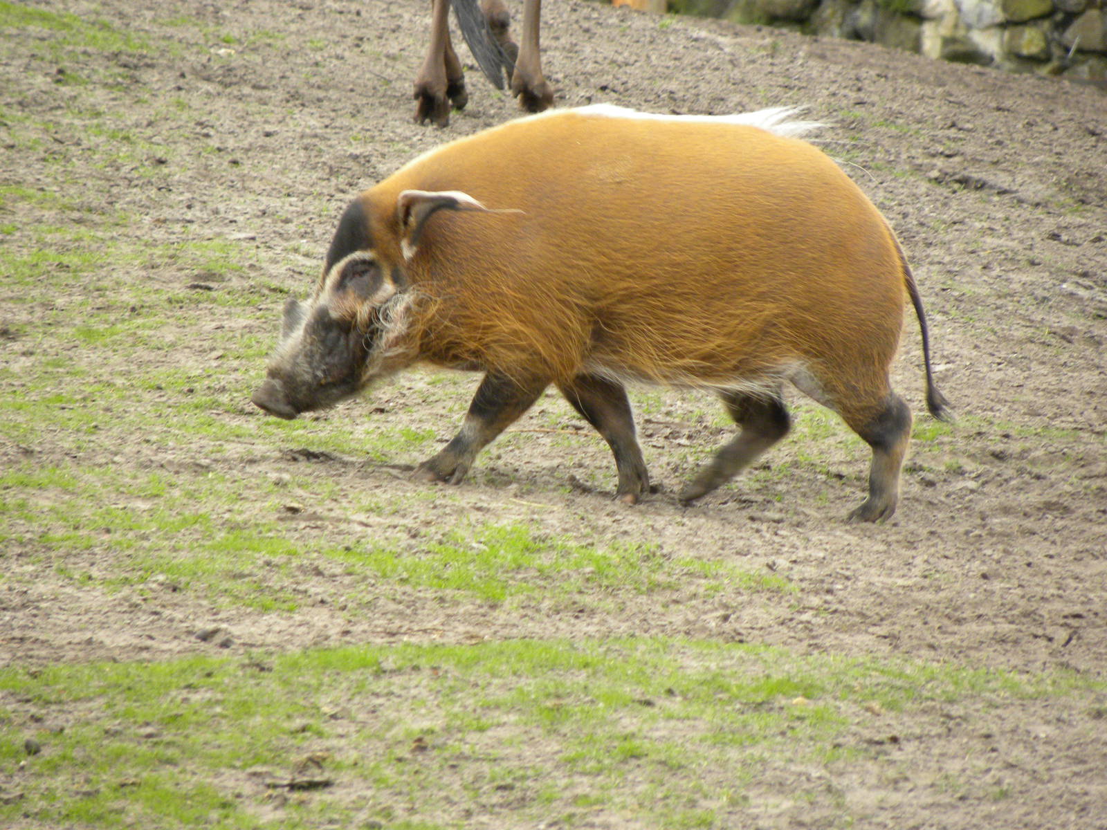 Red river hog