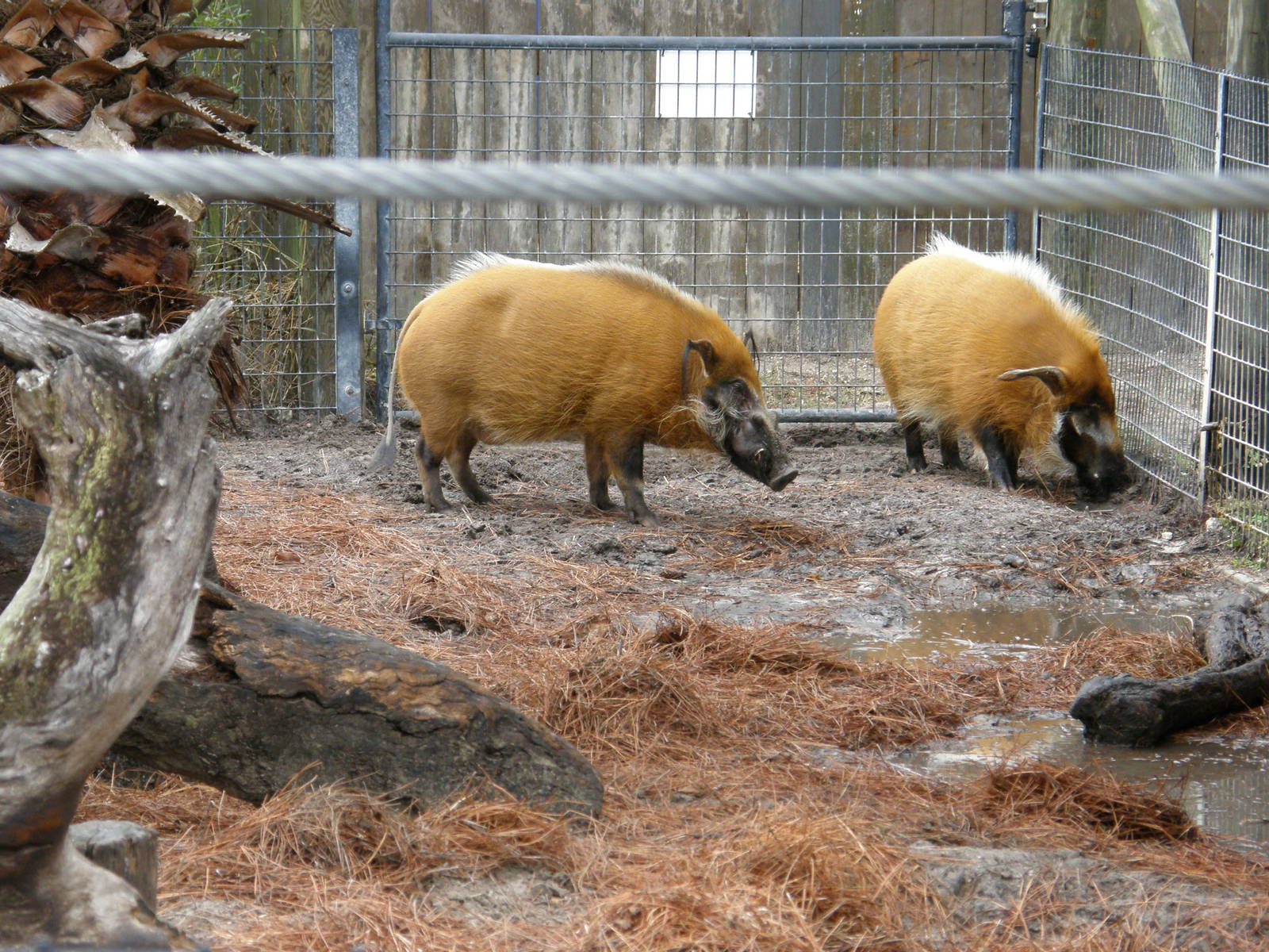red river hog