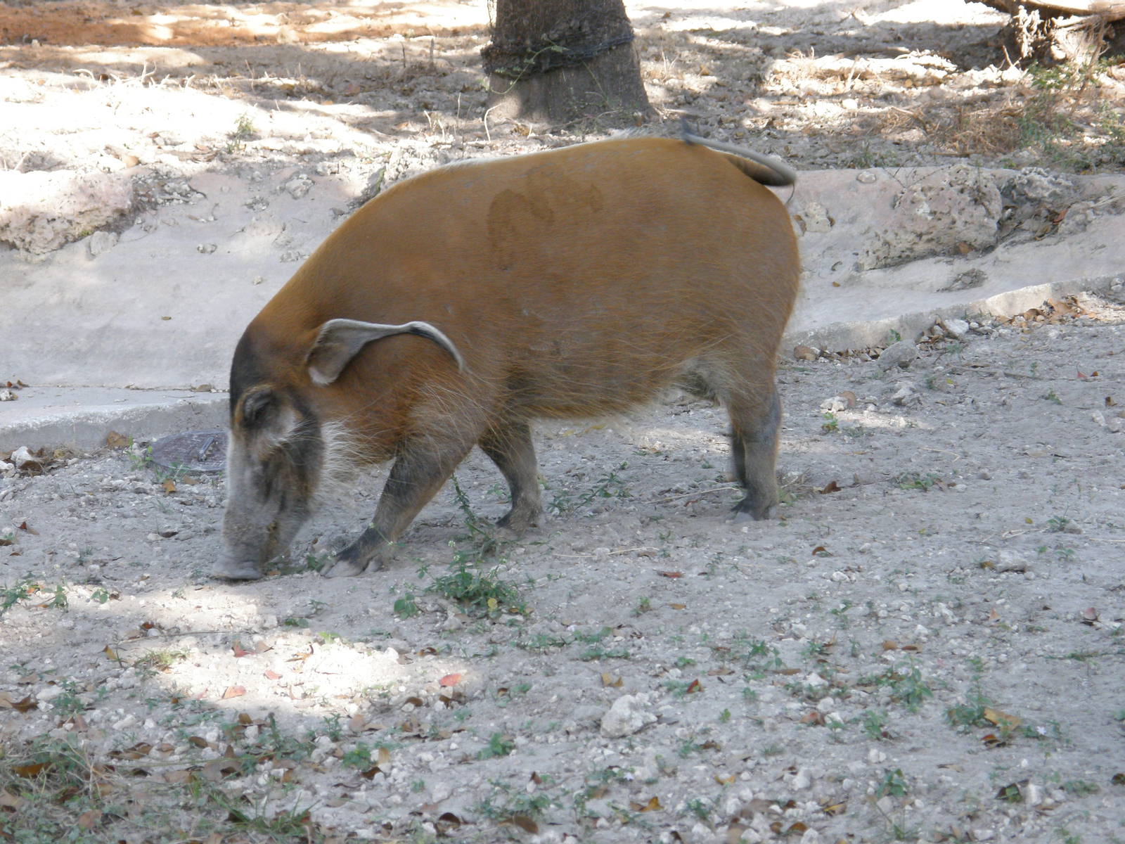 red river hog