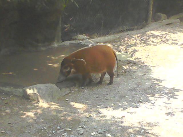 Red River Hog