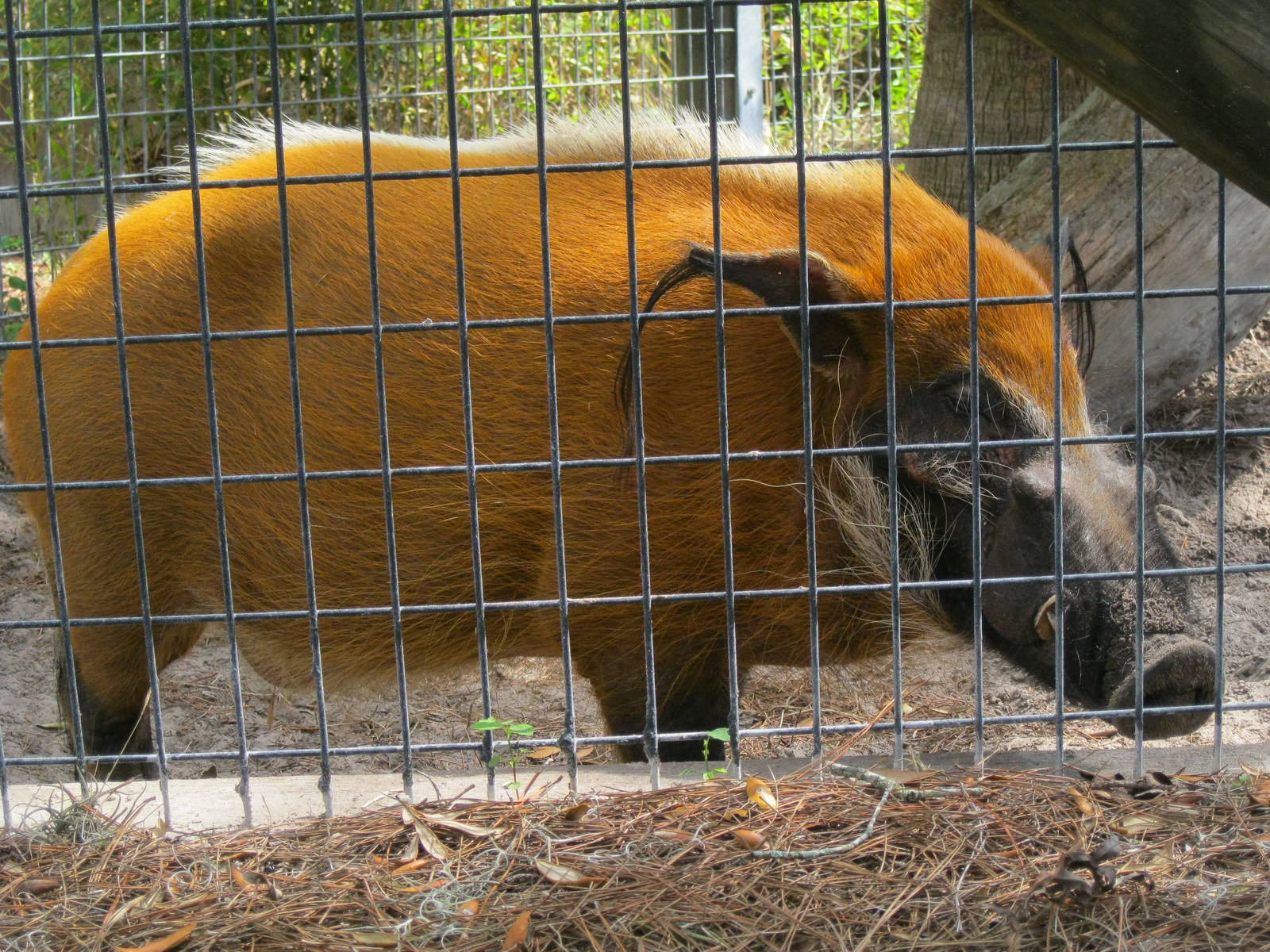 Red River Hog