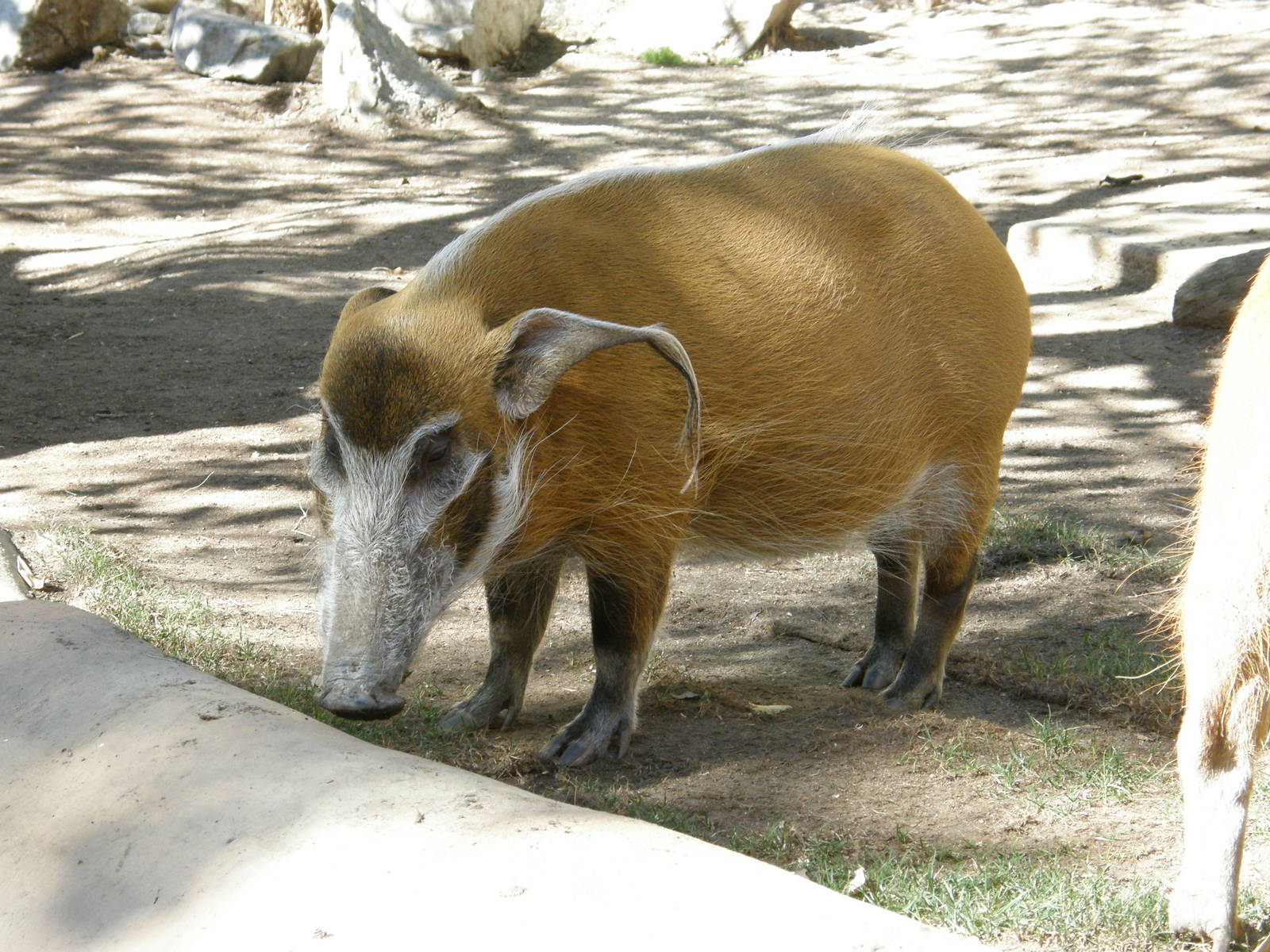 red river hog