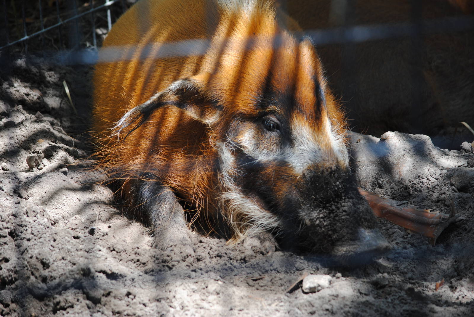 Red River-Hog