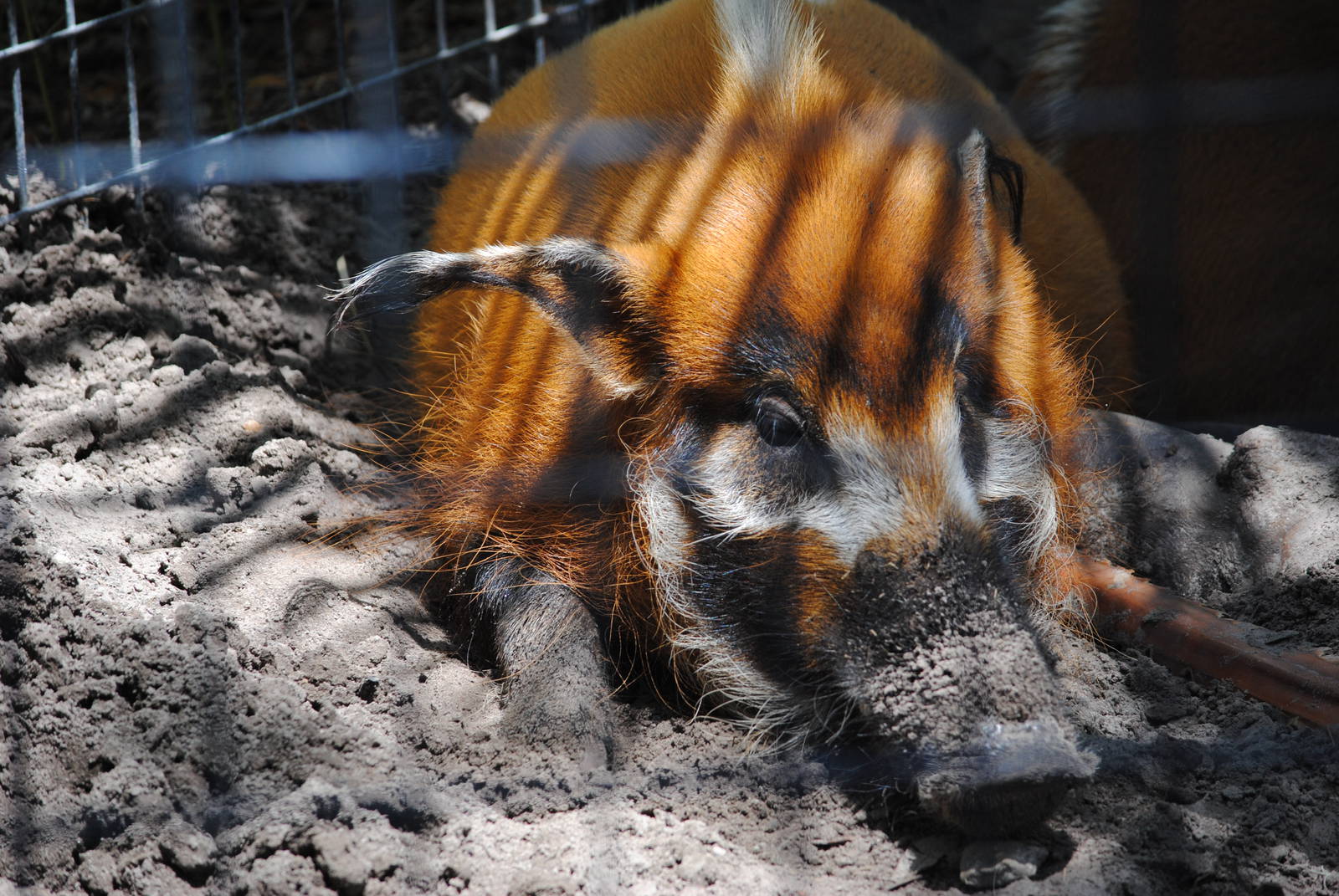 Red River-Hog