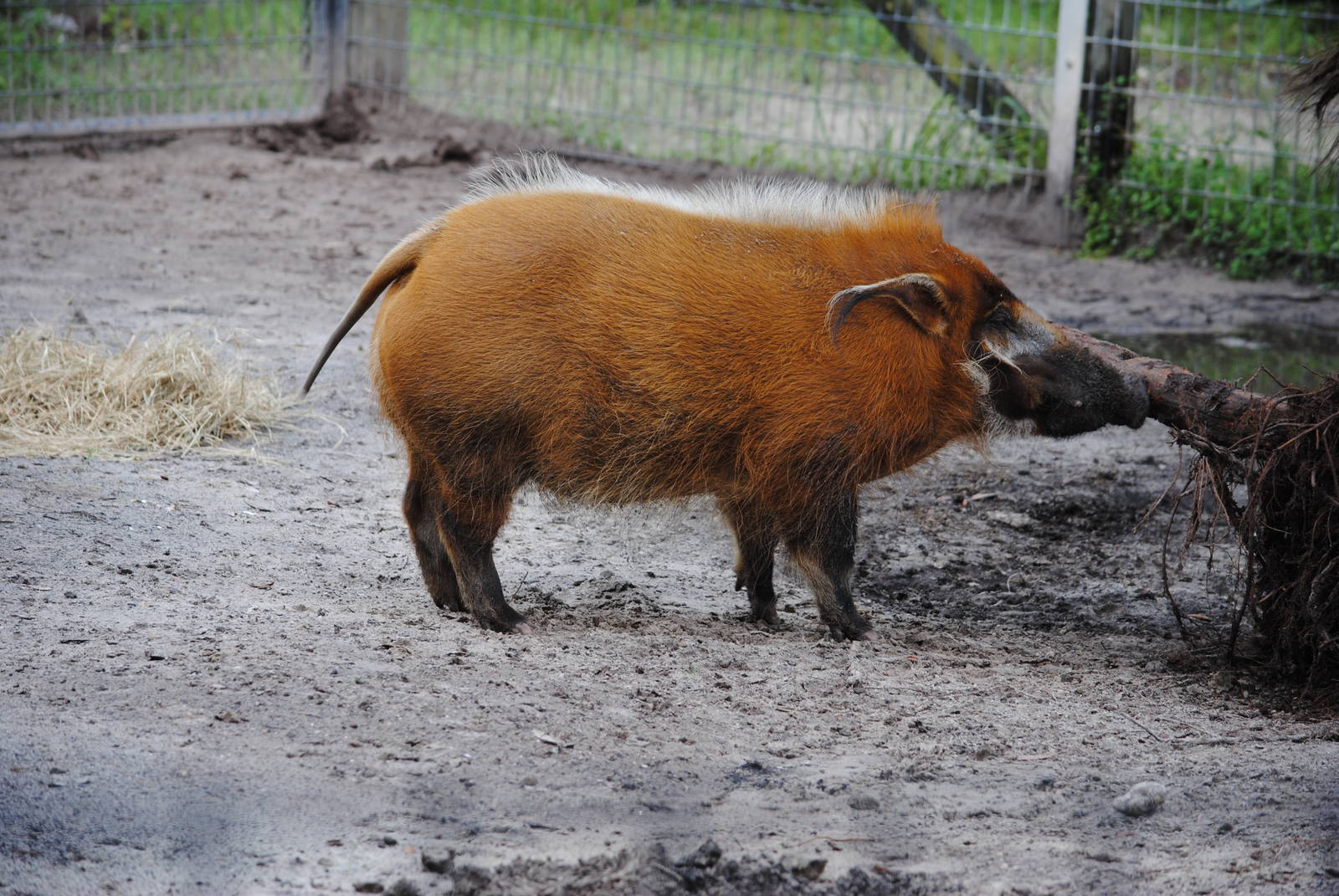 Red River-Hog
