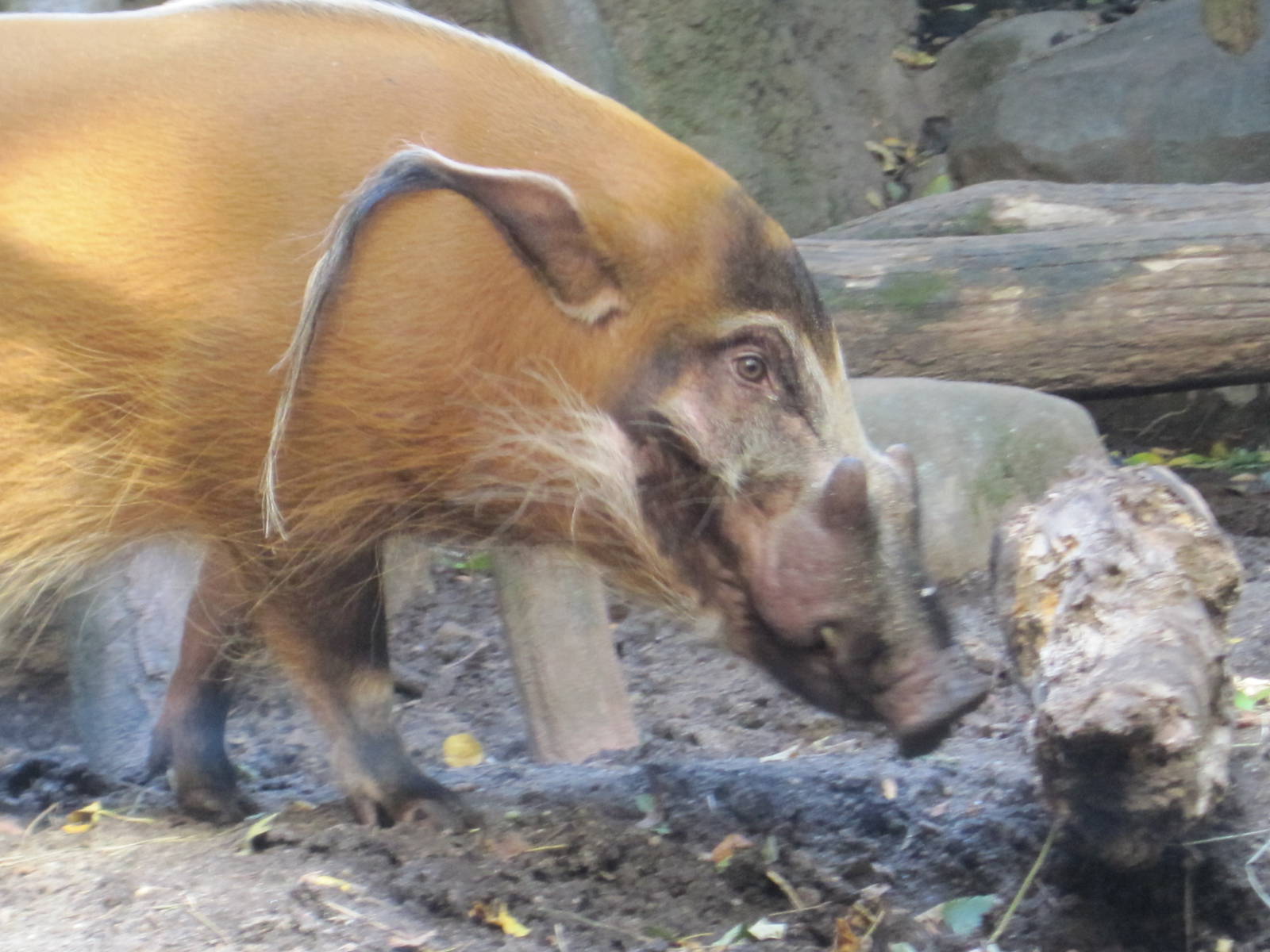 Red River Hog