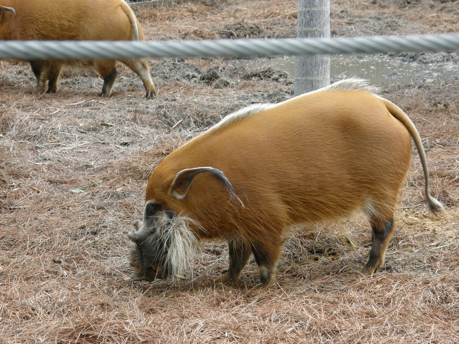 red river hog
