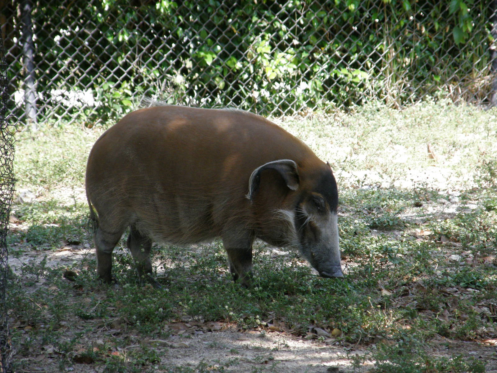 red river hog