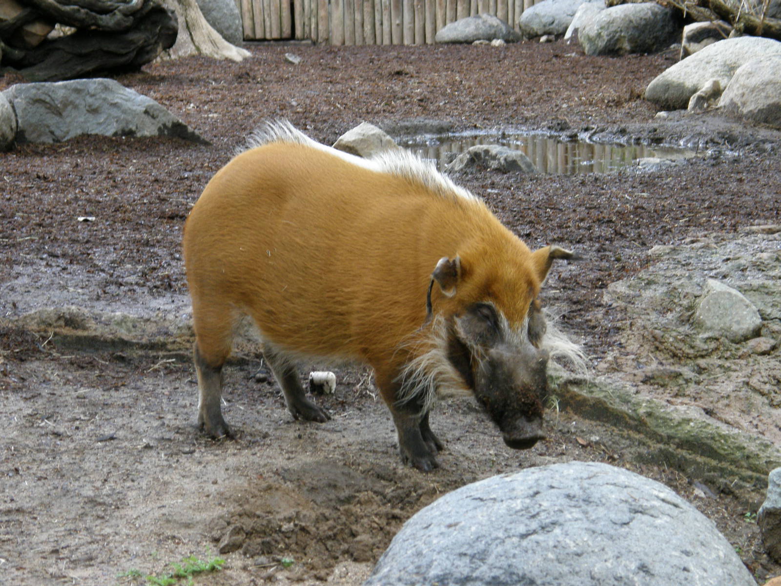 red river hog
