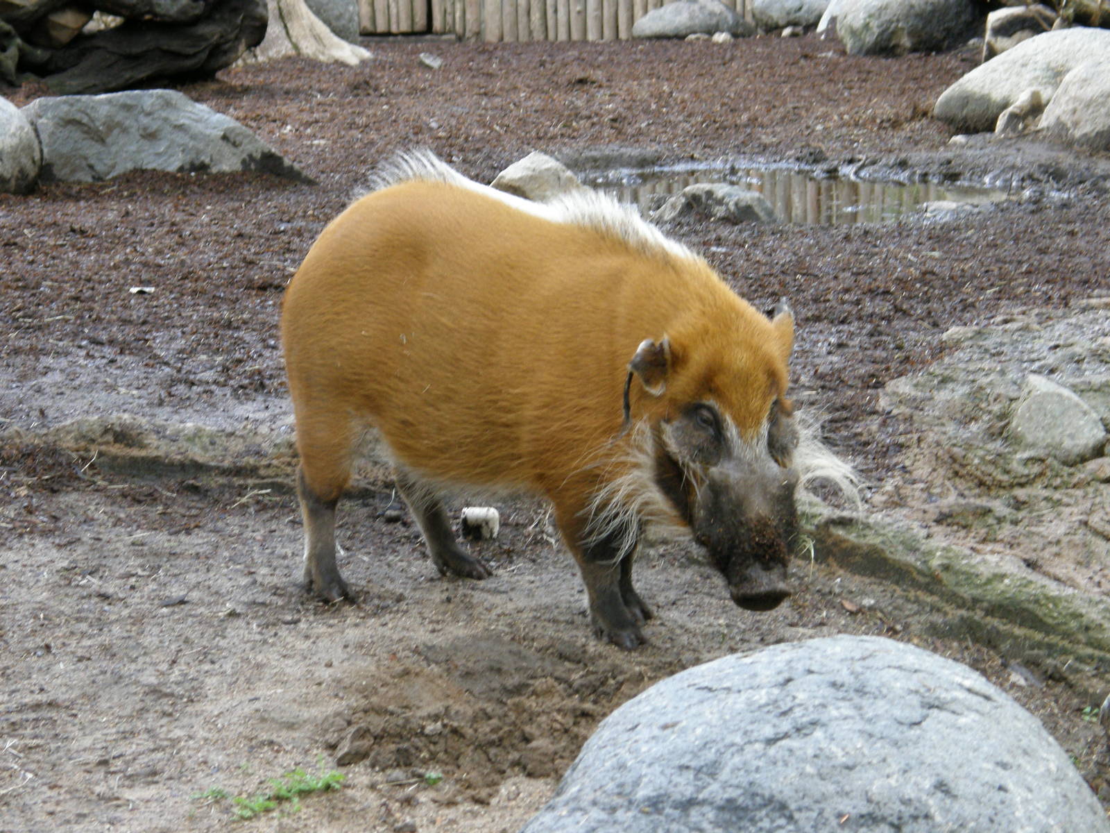 red river hog