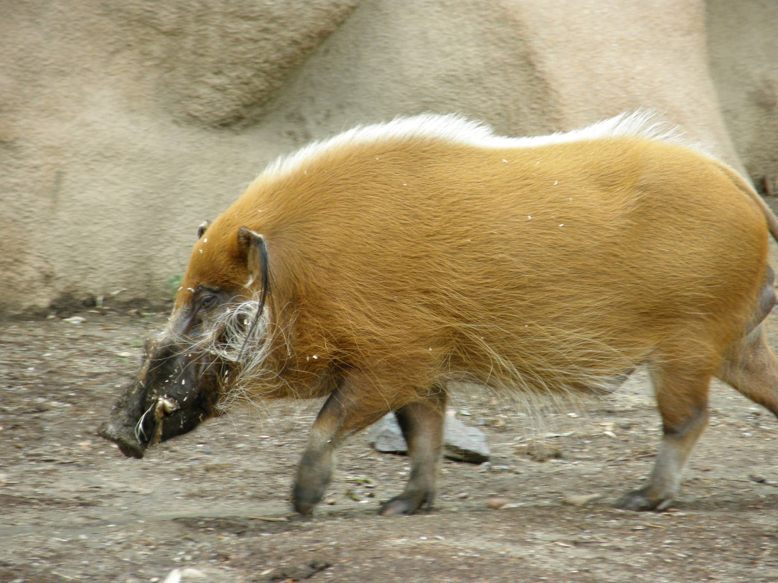 red river hog