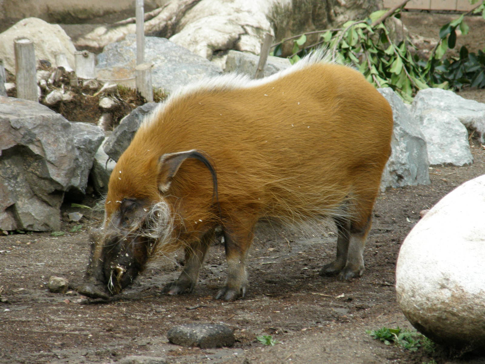 red river hog