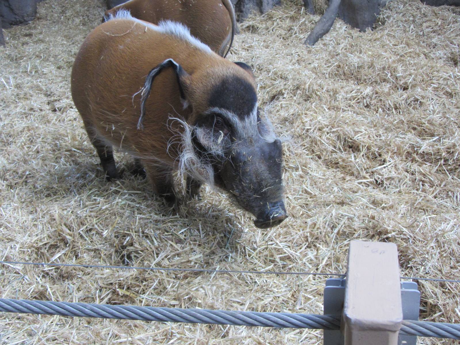 Red River Hog