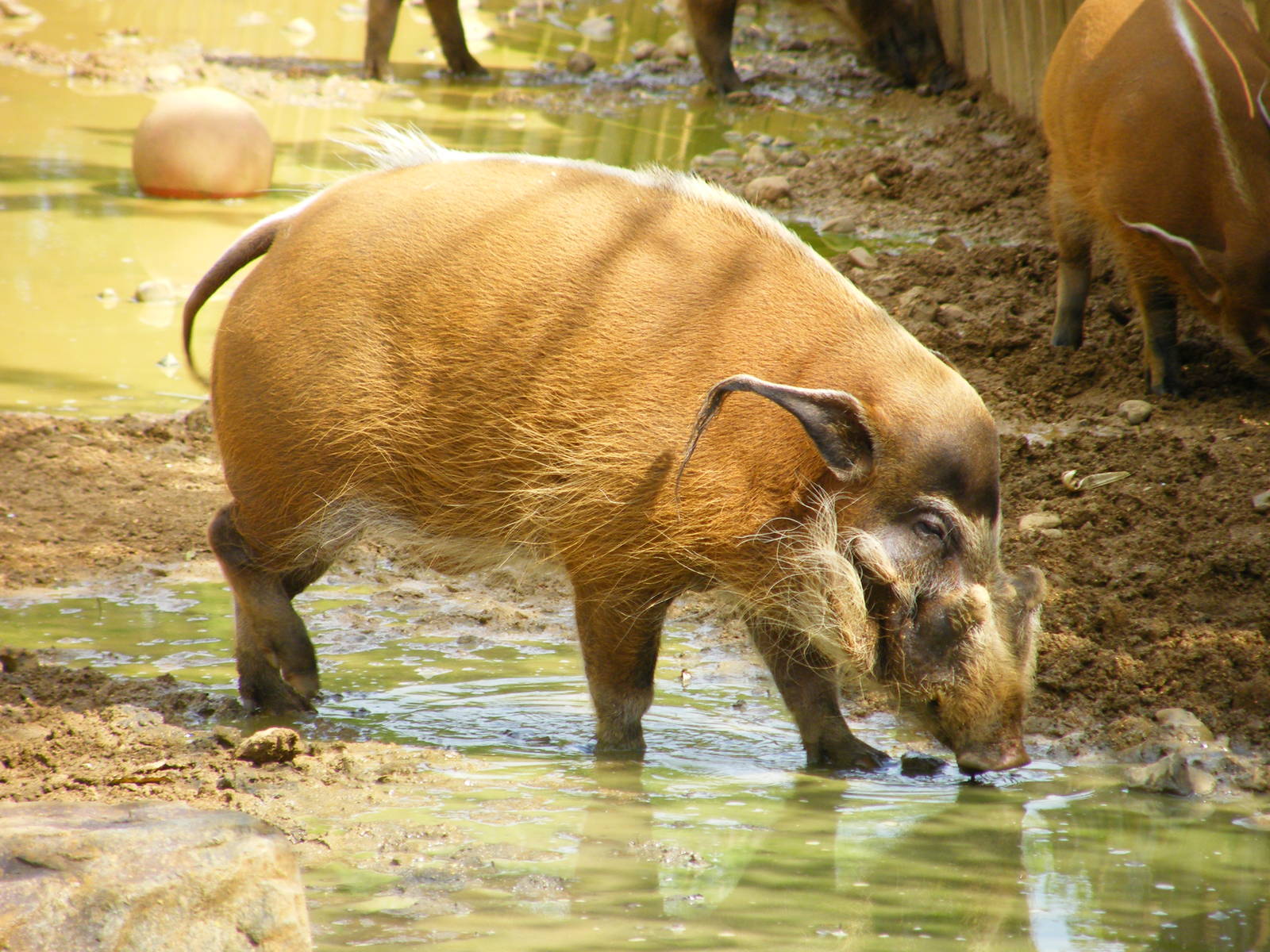 Red River Hog
