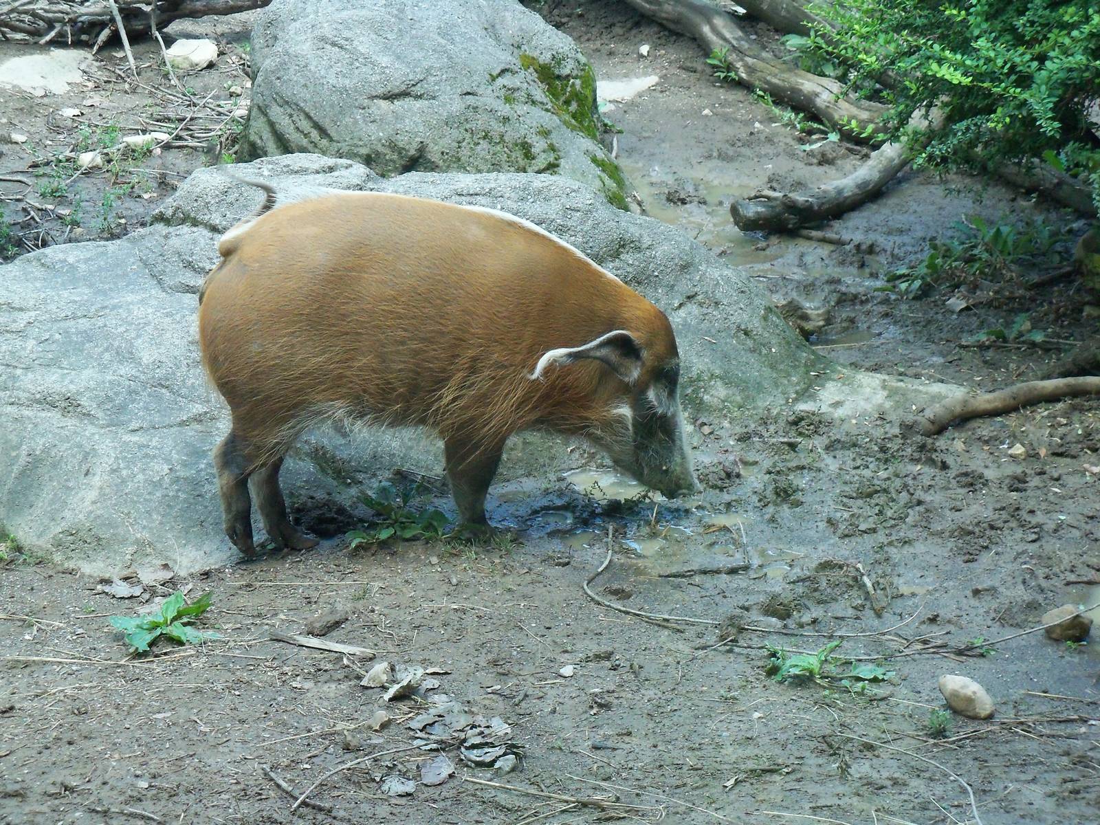 Red River Hog