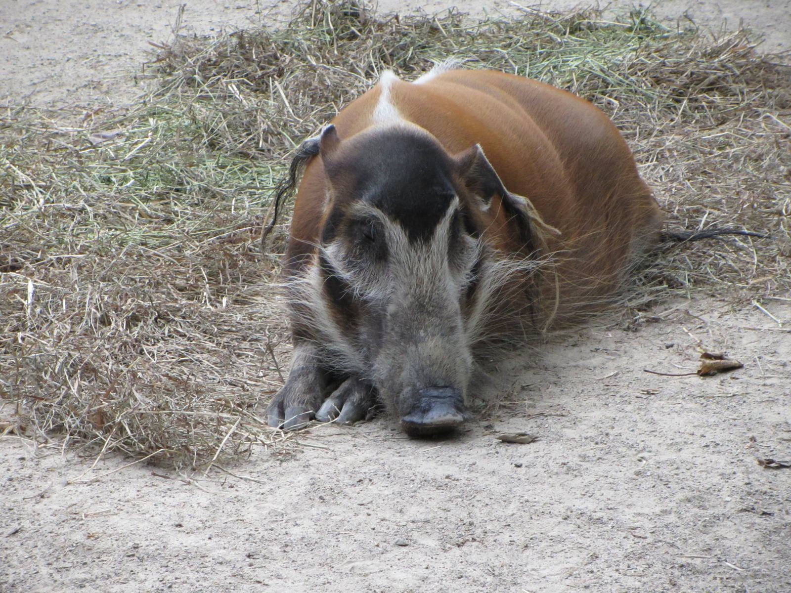 Red River Hog