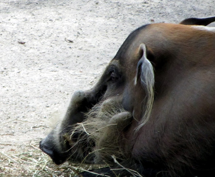 Red River Hog