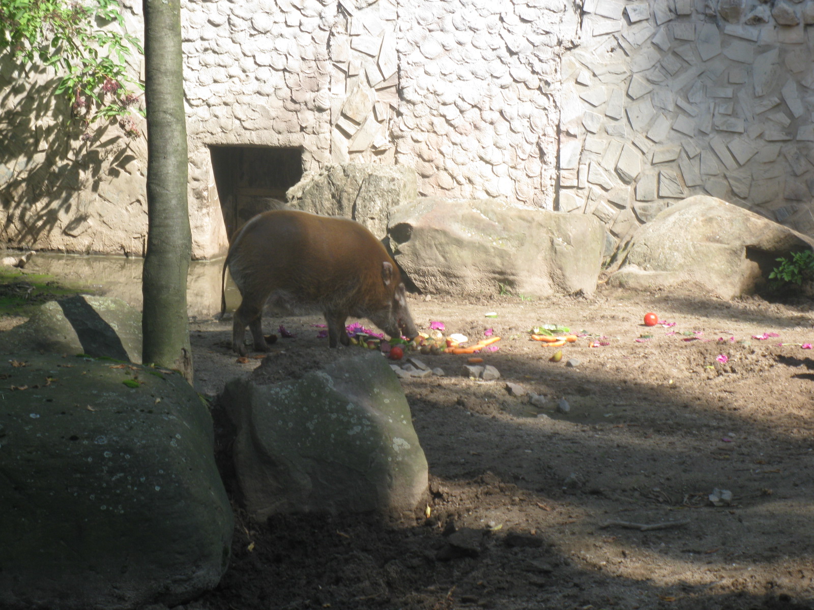 Red River Hog