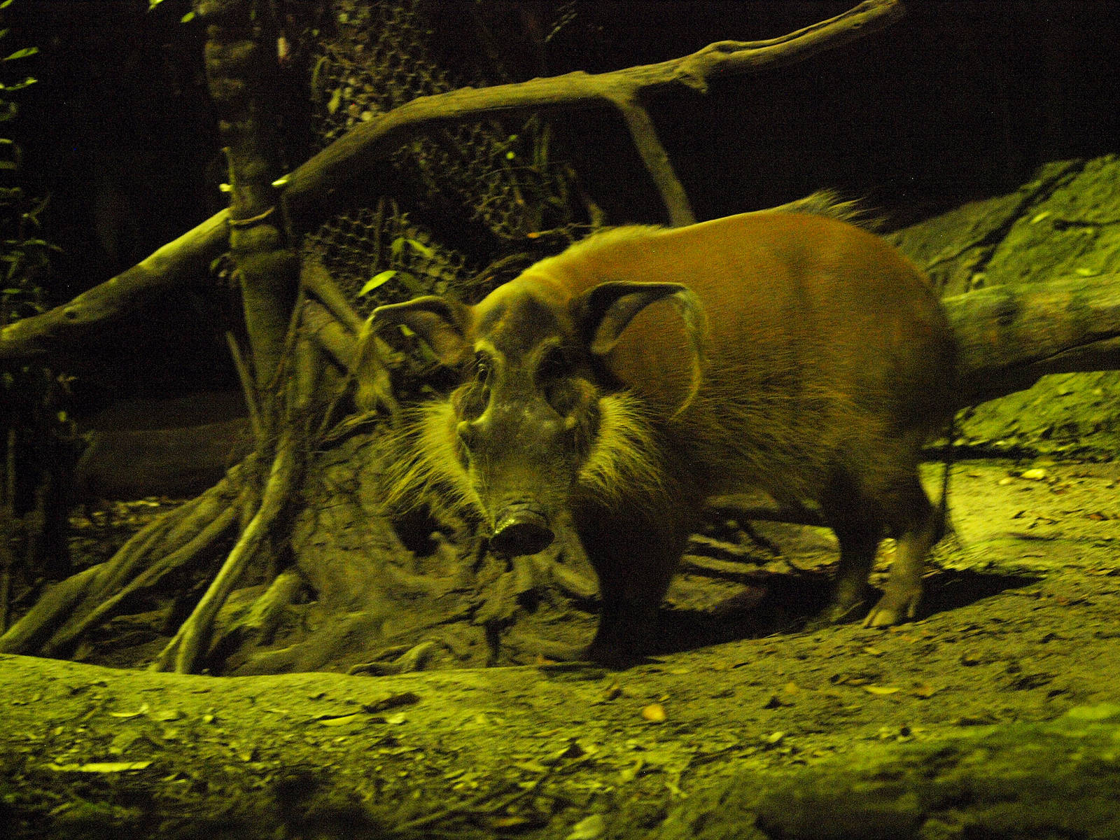 Red River hog