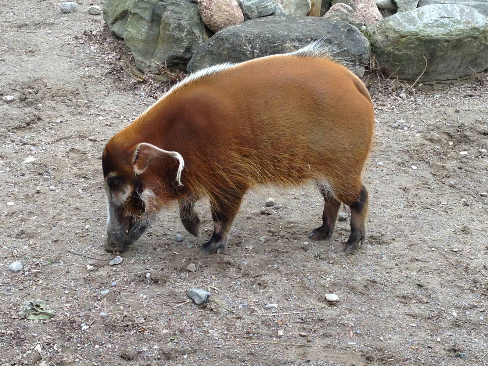 Red River Hog