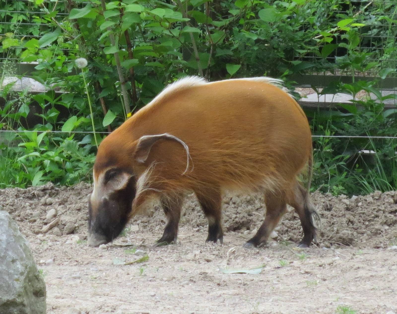 Red River Hog