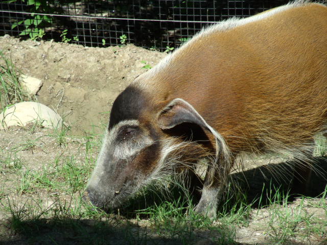 Red River Hog