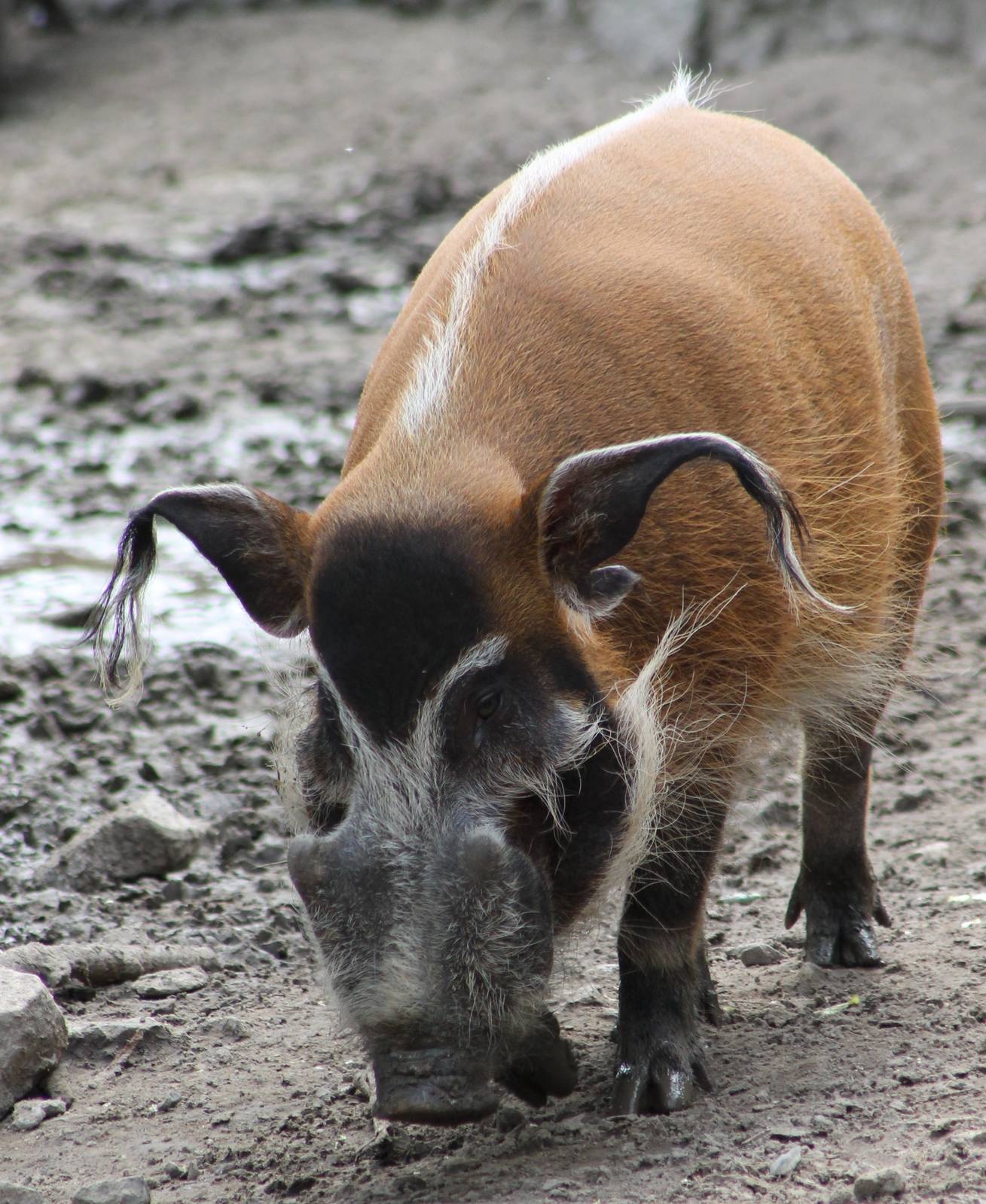 Red river hog